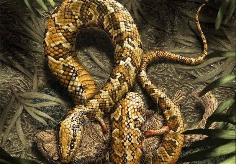 افزایش گزیدگی توسط 