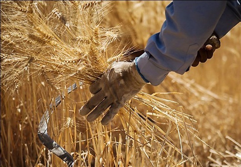 پرداخت ۸۱ درصد از مطالبات