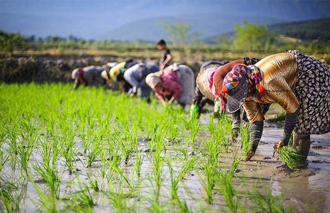 برای خرید تضمینی برنج خط اعتباری ویژه در نظر گرفته شود